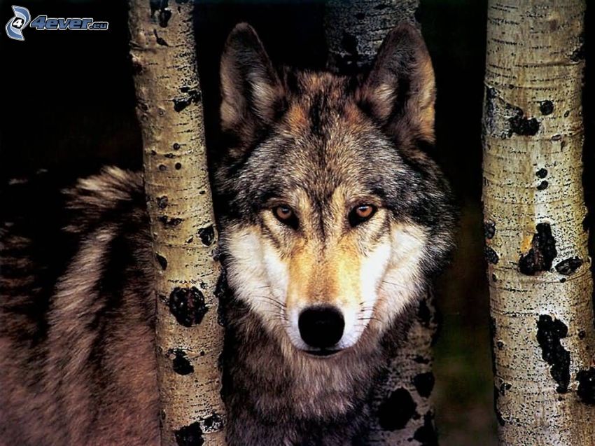 wolf, birches