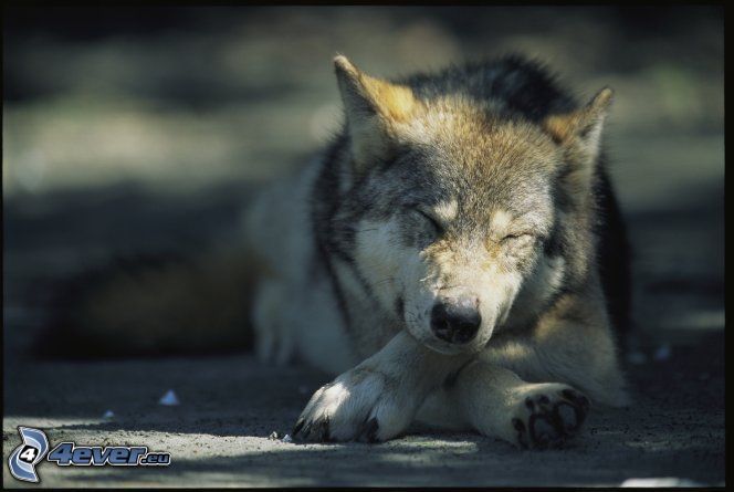 wolf, sleep