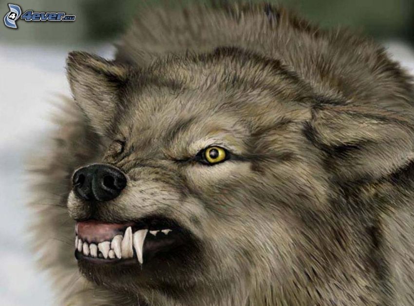 wolf, teeth, anger