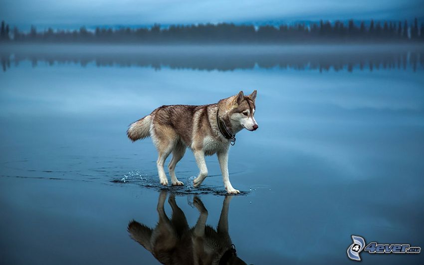 wolf, water surface, reflection
