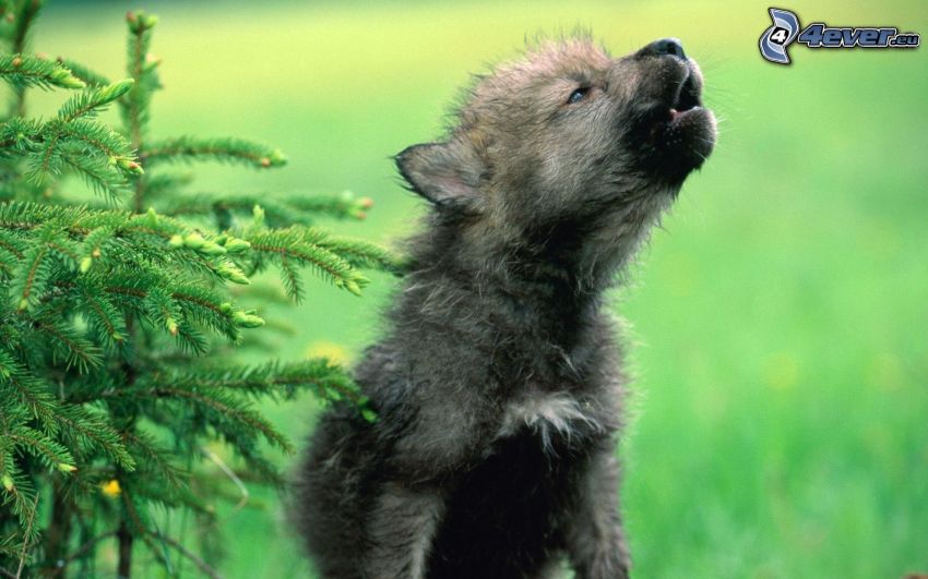 wolf cub, spruce