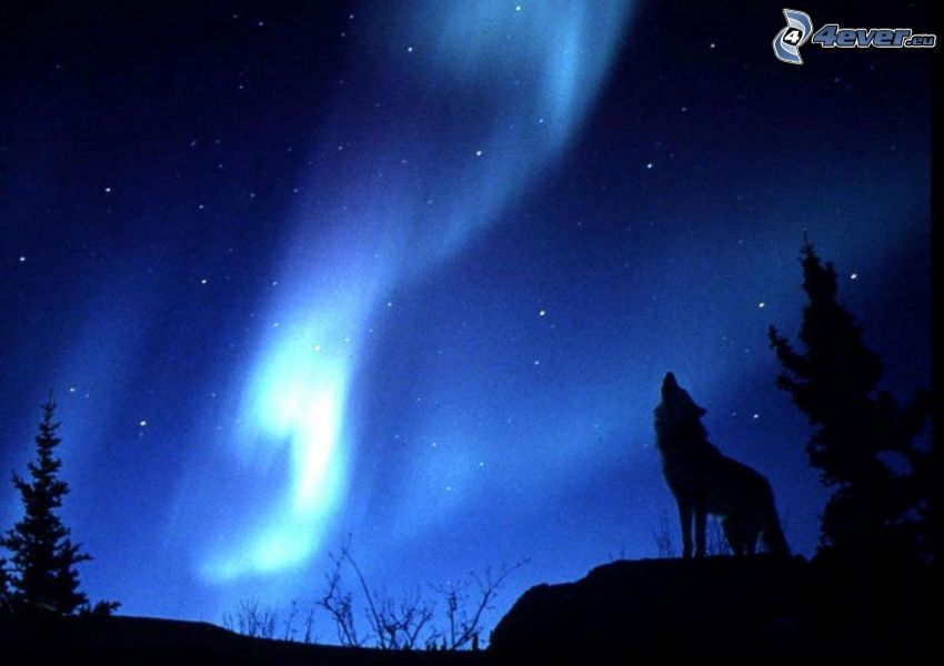 wolf howl, silhouette of a wolf, aurora