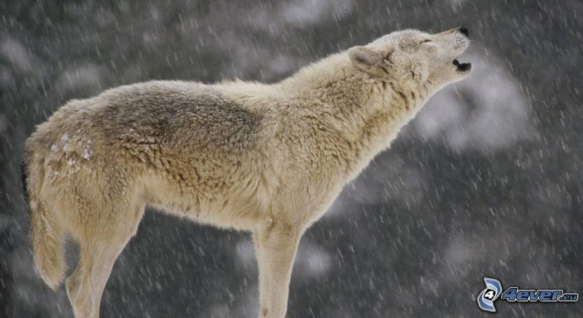 wolf howl