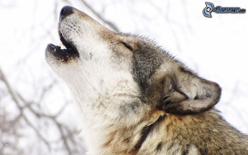 wolf howl