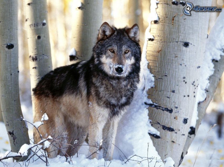 wolf on a snow, frozen birch