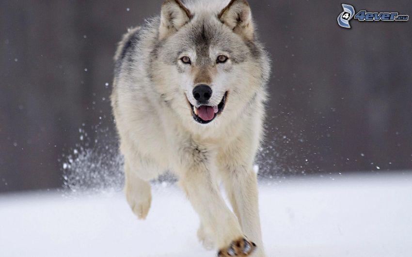 wolf on a snow, running