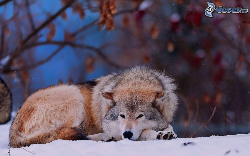 wolf on a snow