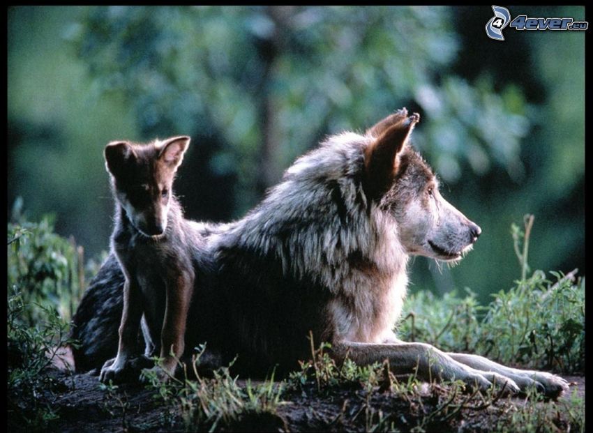 wolf with cubs, wolf cub, wilderness