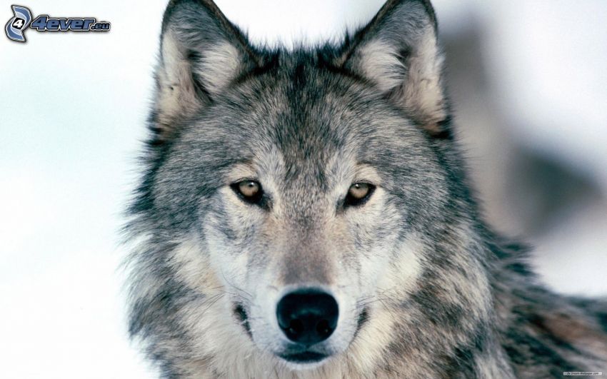 wolf's head, snout, ears