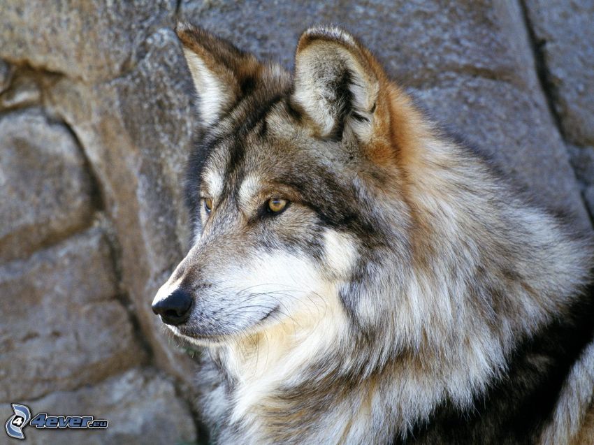 wolf's head, snout, look, ears