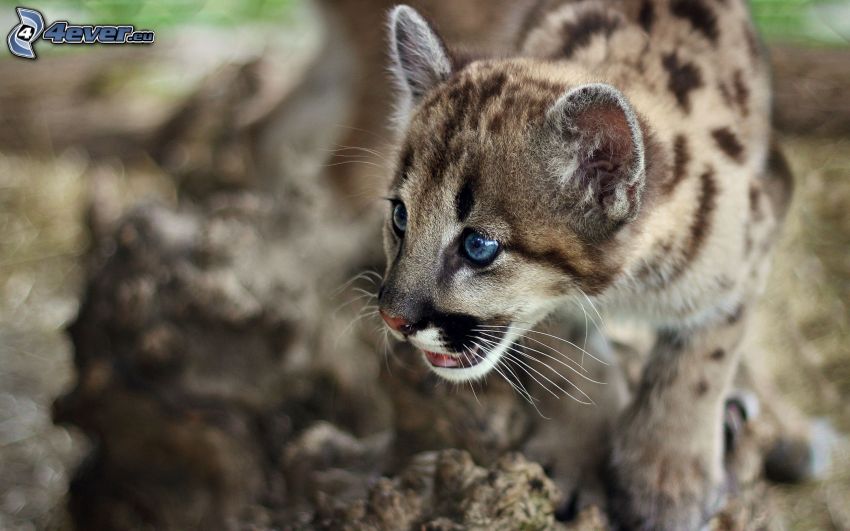 young cougar, cub