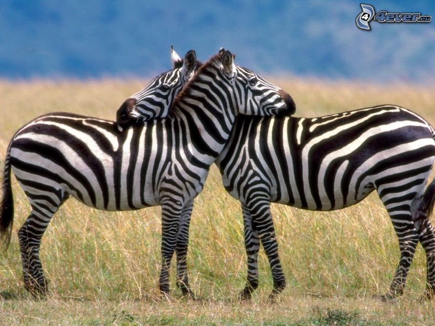 zebras, hug