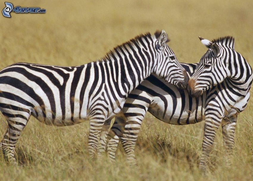zebras, love, dry grass