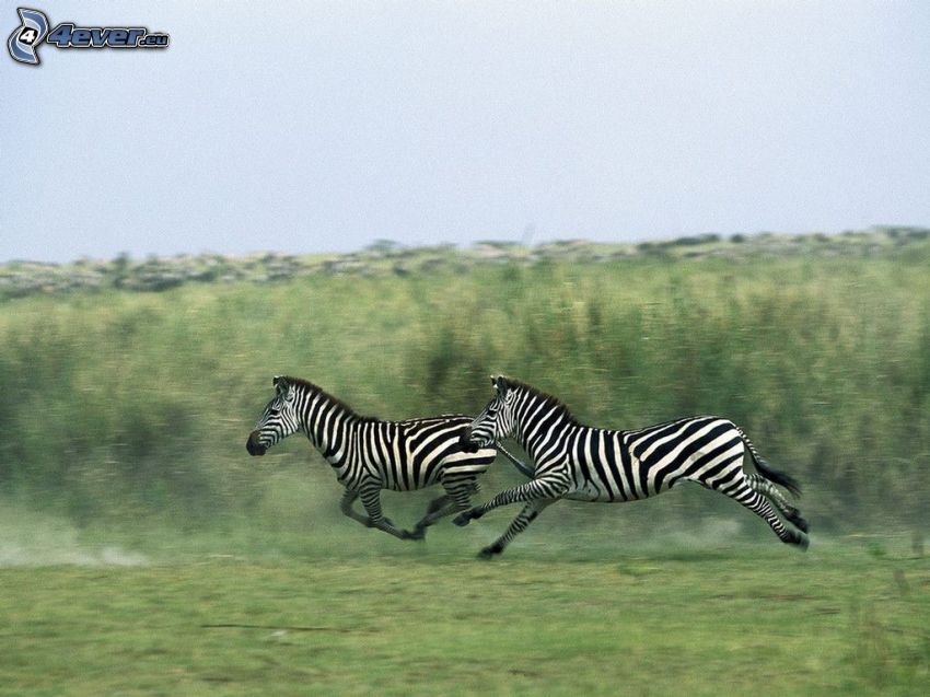 zebras, running