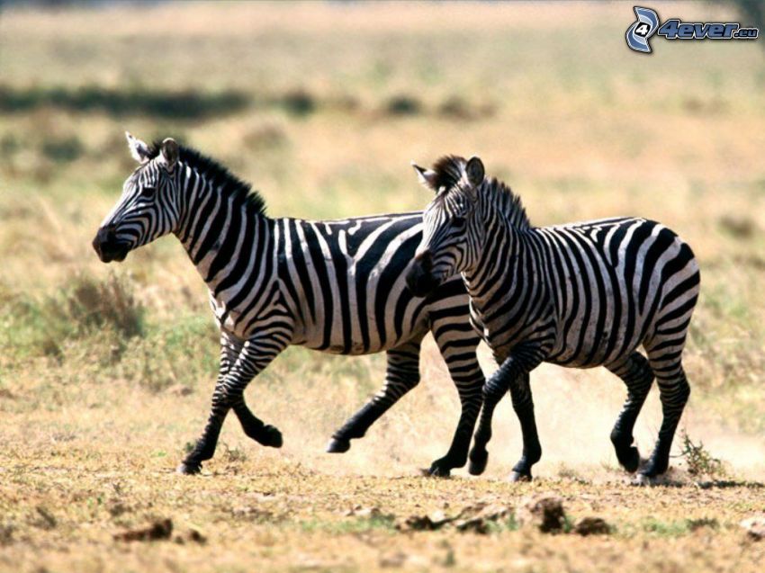zebras, steppe