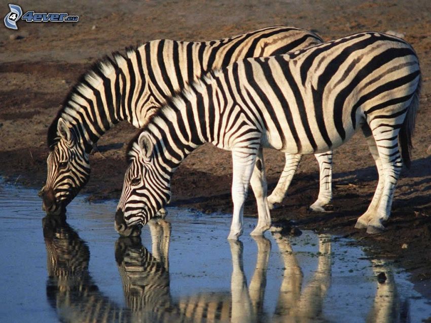 zebras drink from river, water, mud