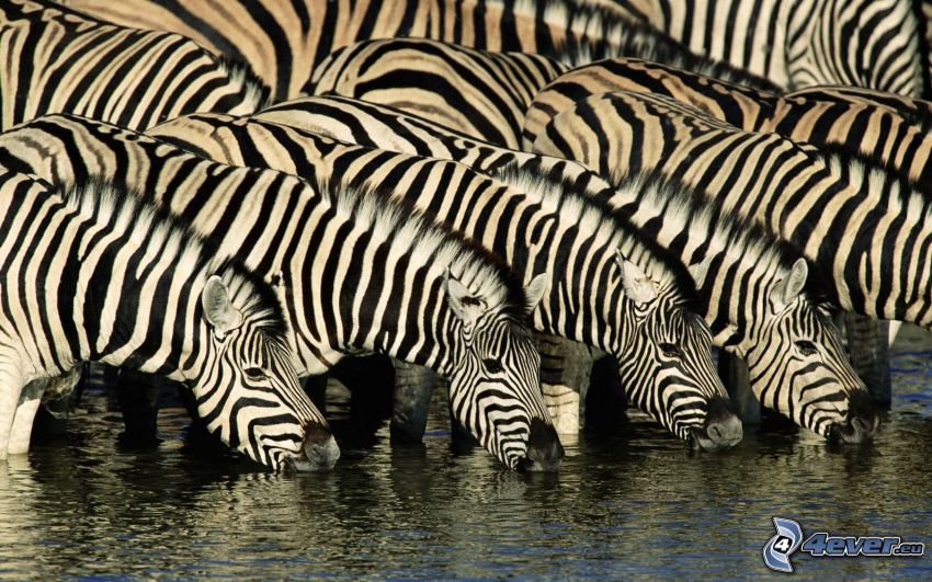 zebras drink from river, water