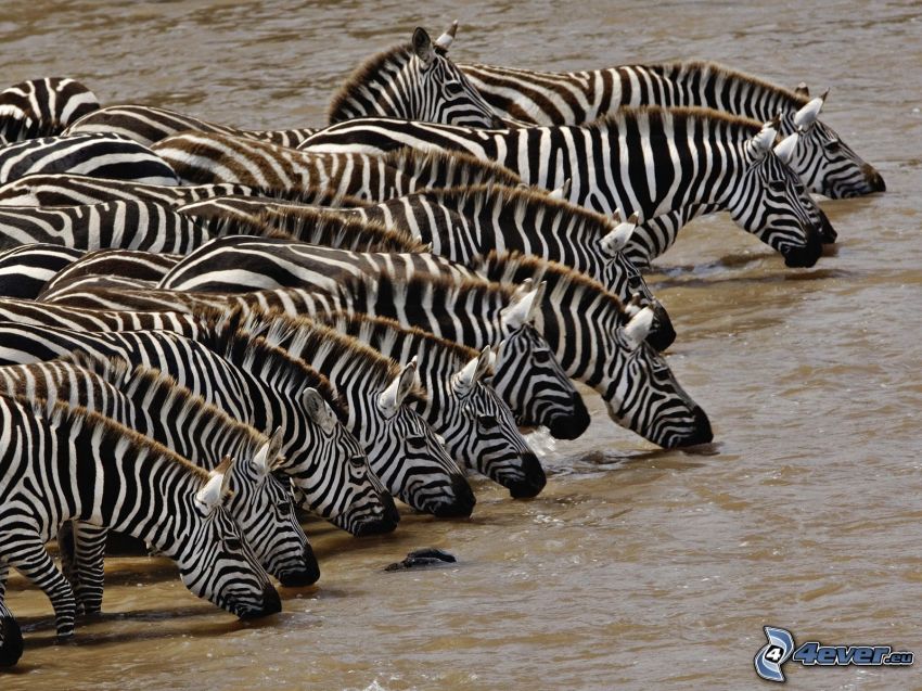 zebras drink from river