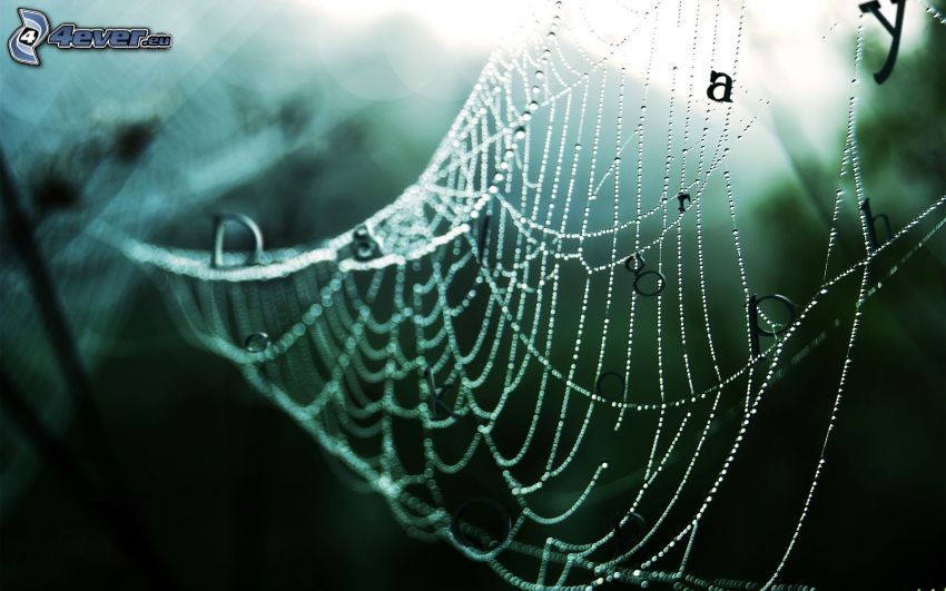 dewy spider web, letters