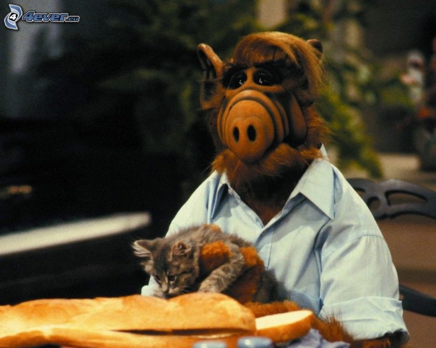 Alf, cat