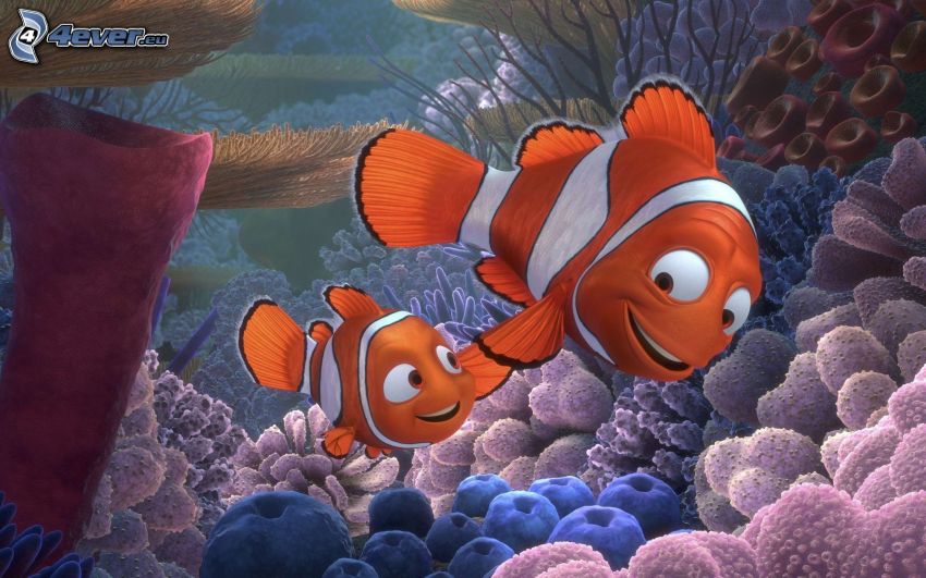 Nemo, father, clownfish, sea anemones