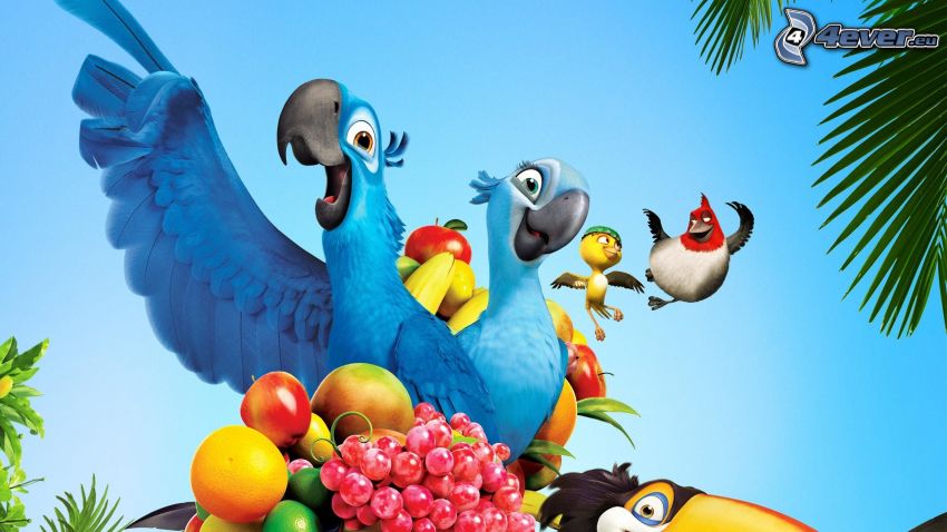 Rio, fairy tale, parrot Ara, fruit, apple, grapes, grapefruit