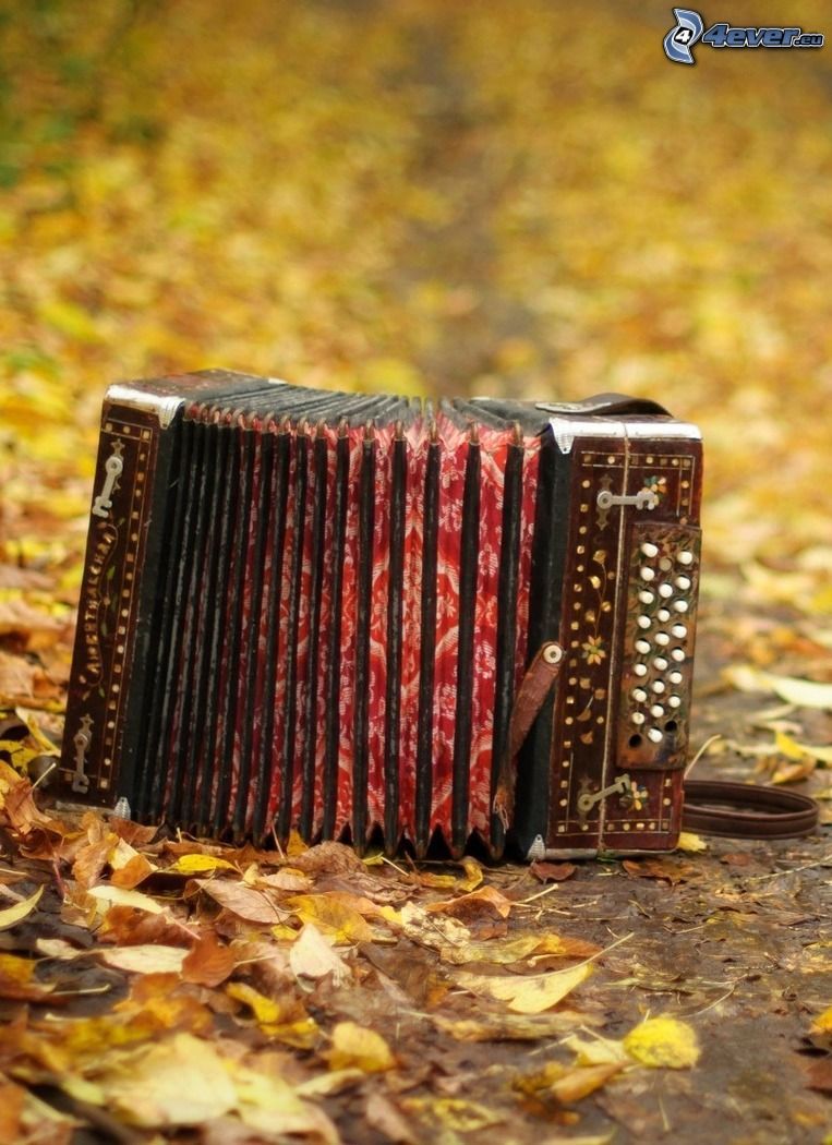 accordion, autumn leaves