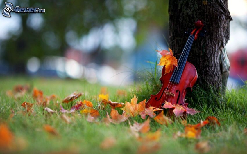 cello, fallen leaves