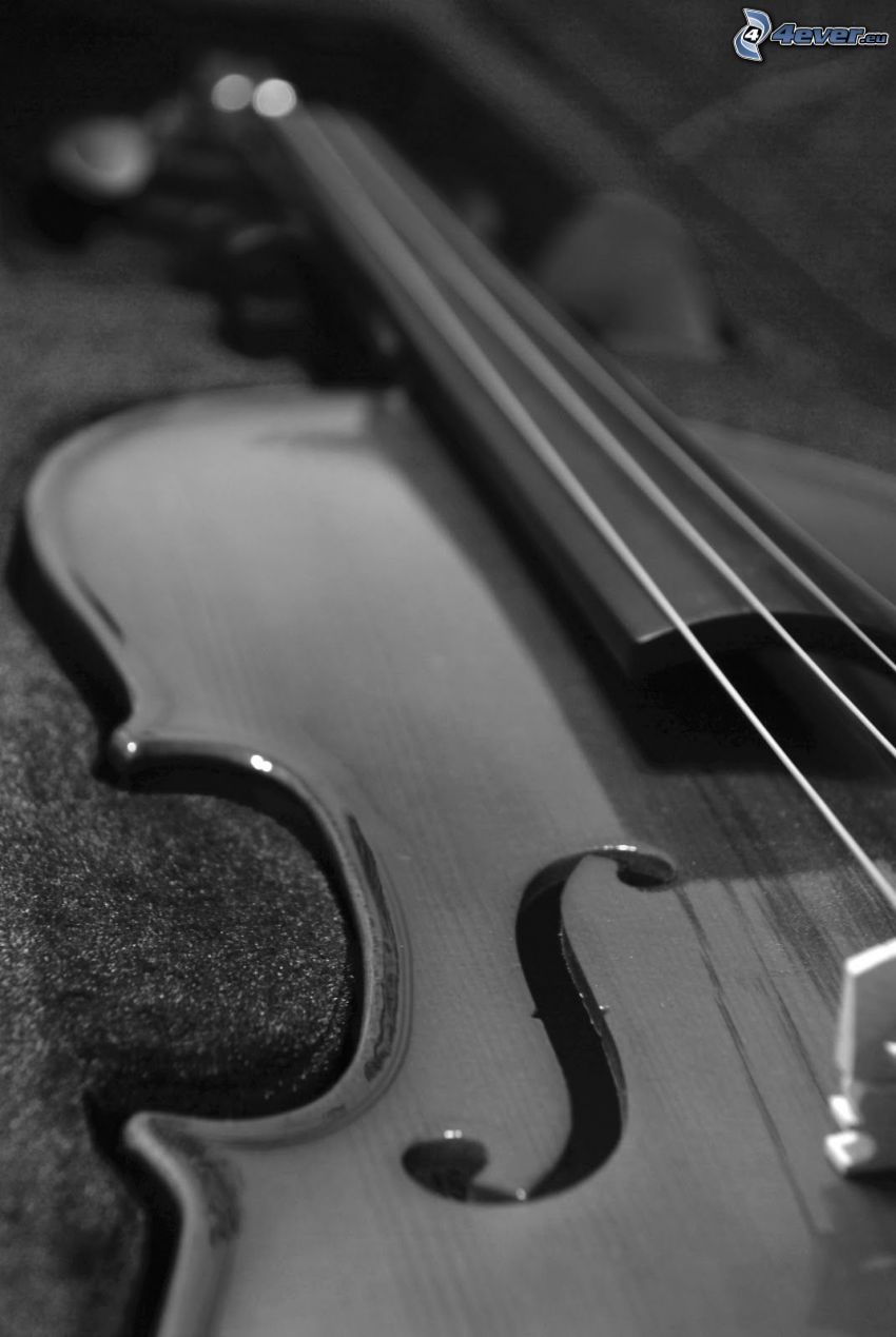 violin, black and white photo