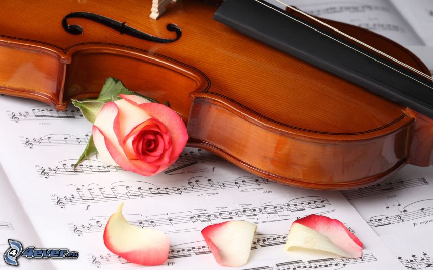 violin, rose, sheet of music, rose petals