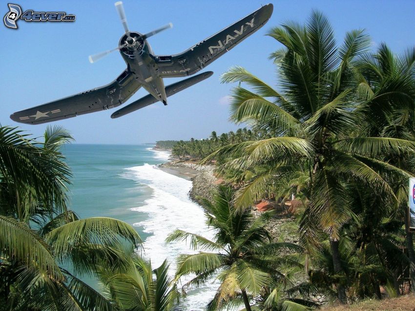 aircraft, palm trees, sea