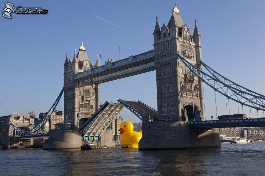 Tower Bridge, duckling