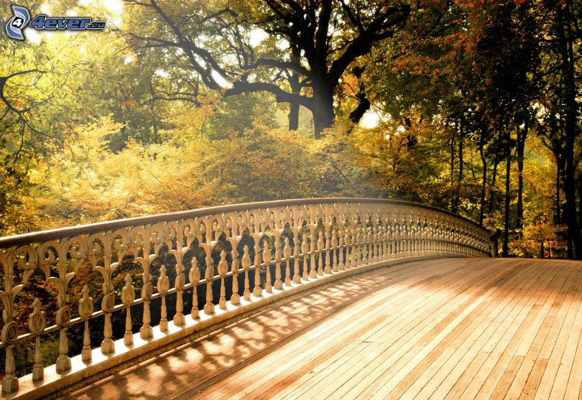 wooden bridge, forest, trees