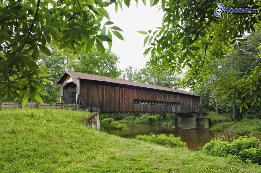 wooden bridge, River, trees