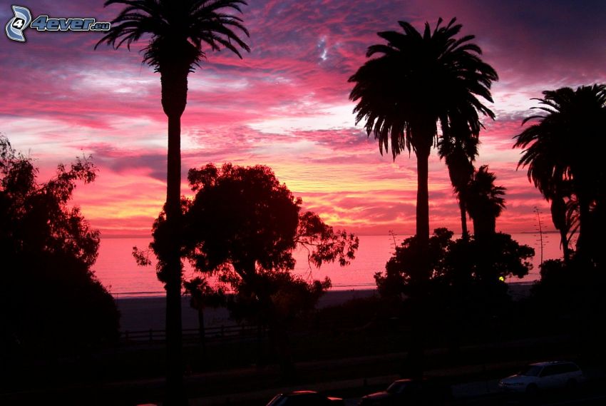 after sunset, palm trees, silhouettes of the trees, purple sky