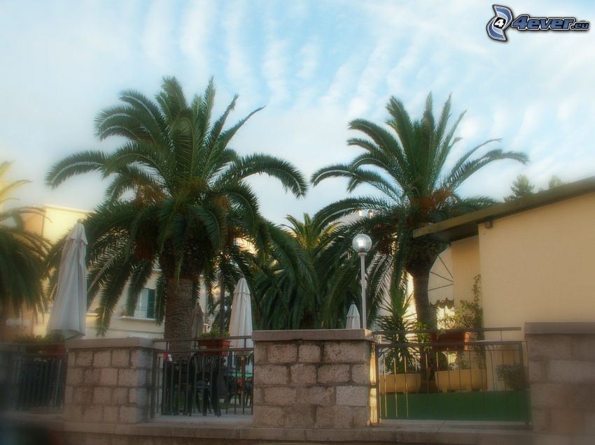 palm trees, fence, houses