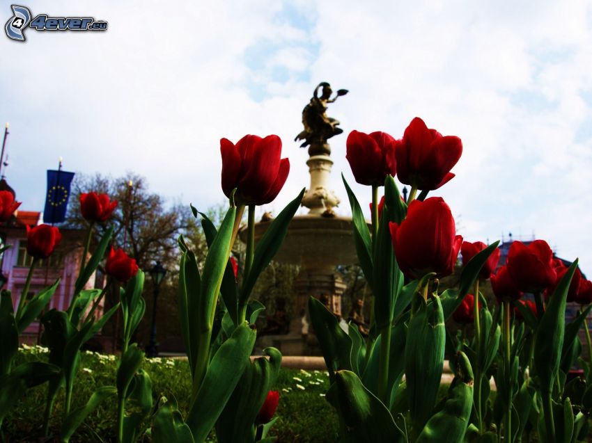 red tulips, statue