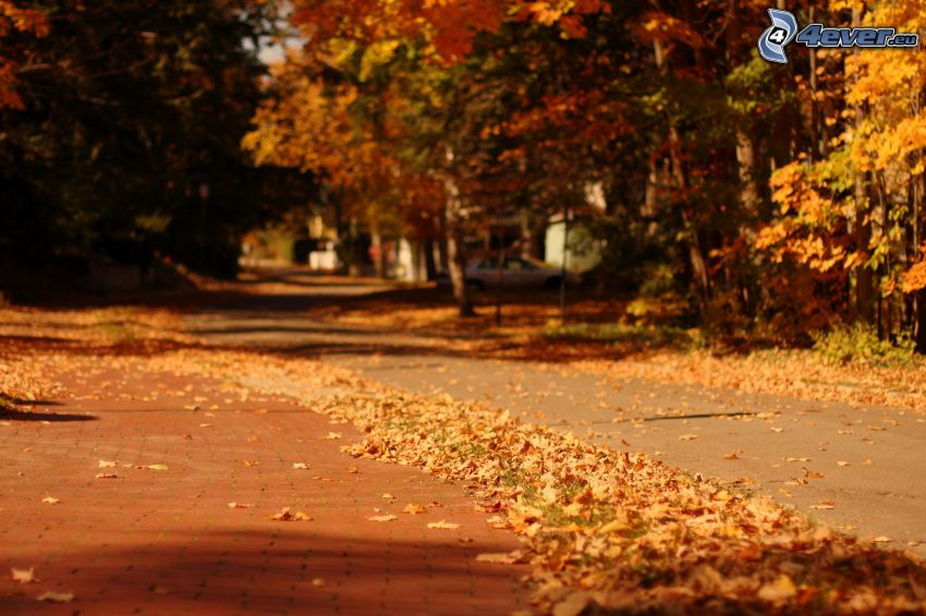 sidewalk, autumn trees, autumn leaves