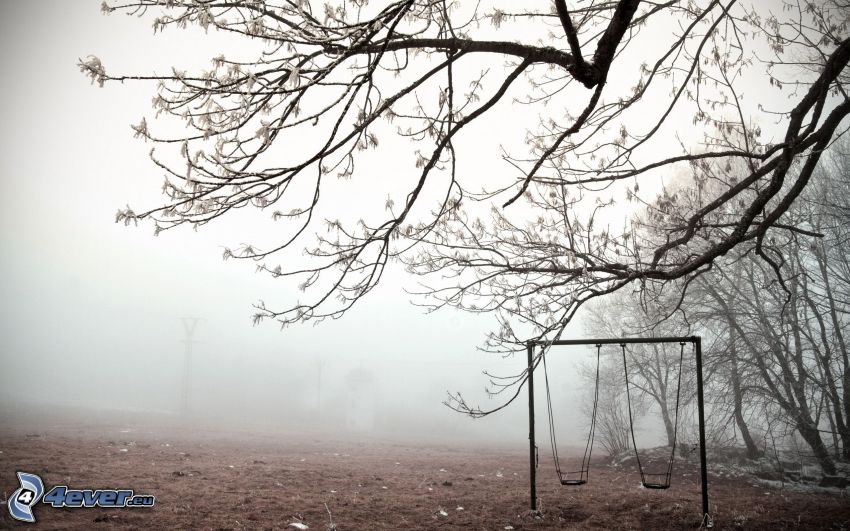swings, branches, trees, fog