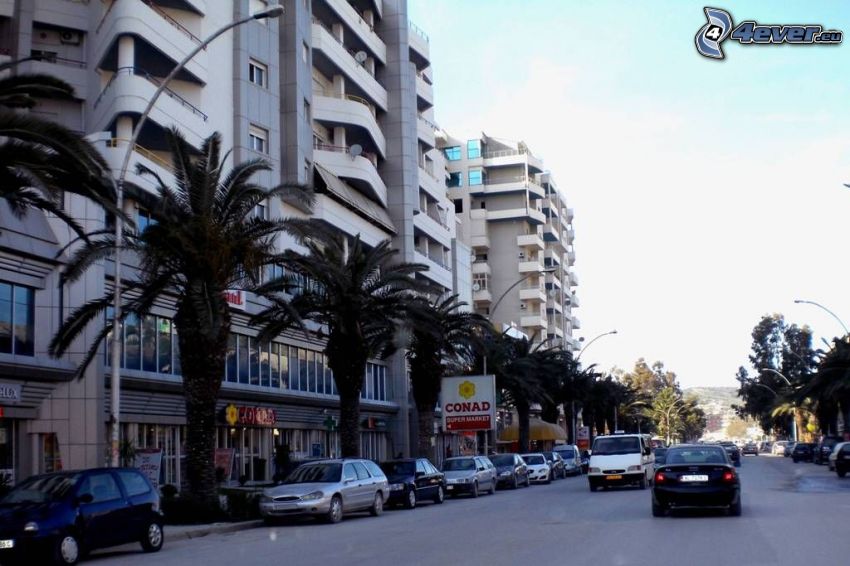 Vlora, street, palm trees