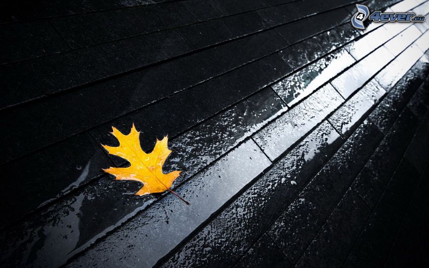 yellow leaf, sidewalk, water