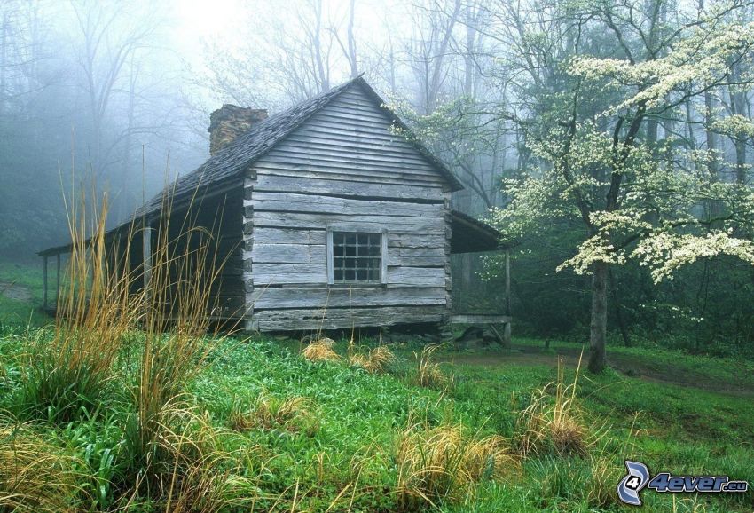 cottage, grass, fog