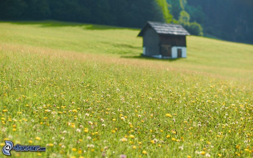 cottage, meadow, field flowers