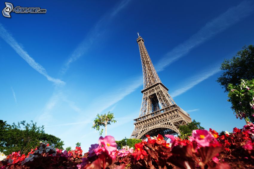 Eiffel Tower, pink flowers