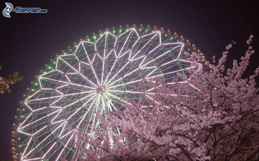 ferris wheel, flowering tree