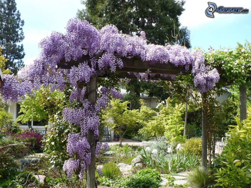 garden, wisteria, purple flowers, greenery