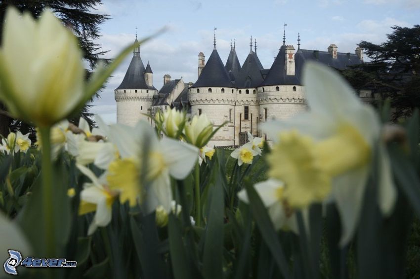 Château de Chaumont, daffodils