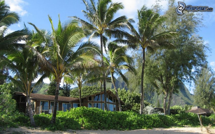 luxury house, palm trees