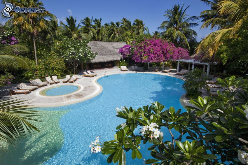 pool, cottage, palm trees
