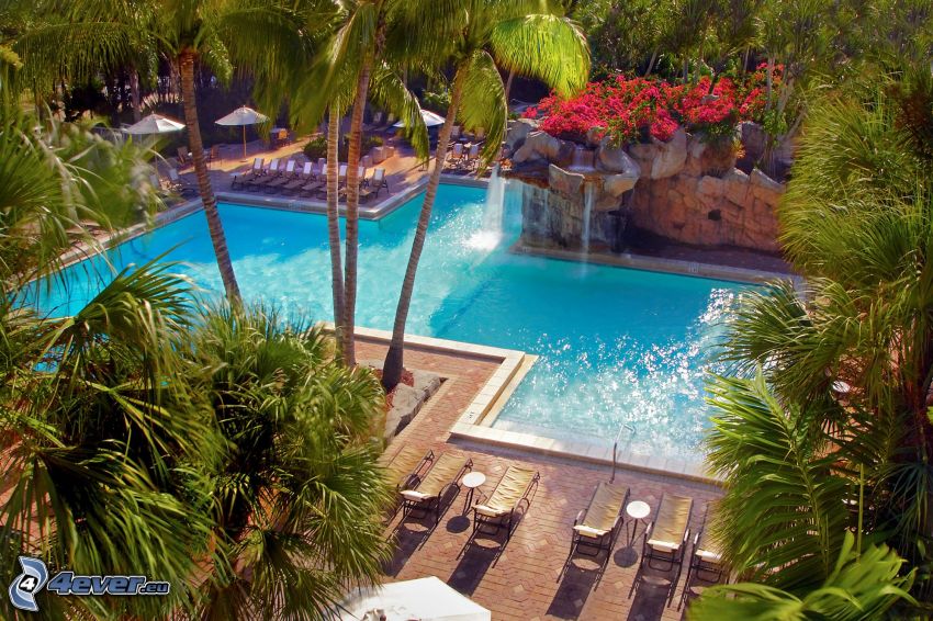 pool, palm trees